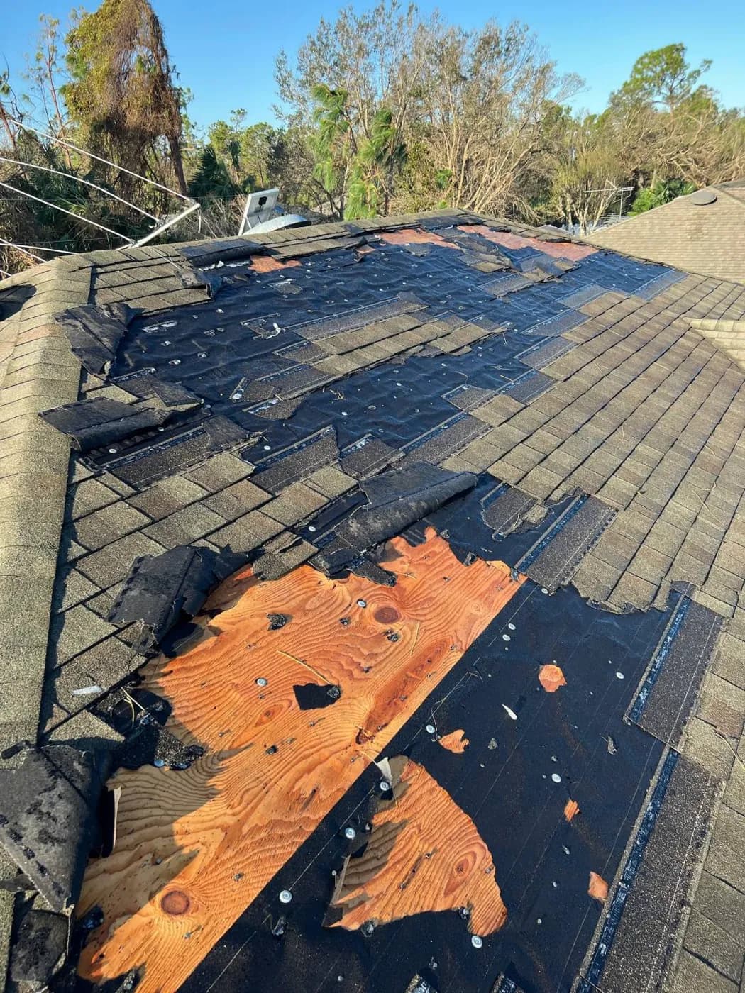 Asphalt shingles torn off a roof by hurricane winds, exposing the underlayment and plywood deck